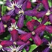 Clematis 'Sweet Summer Love' (23/12/2012)  added by Shoot)