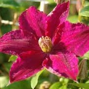 Clematis 'Syrena'