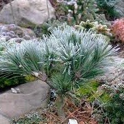Pinus strobus 'Secrest' (23/12/2012)  added by Shoot)