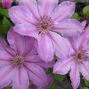 Clematis 'Theydon Belle'