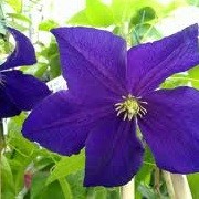 Clematis 'Viola' (22/12/2012)  added by Shoot)