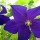 Clematis 'Viola' (22/12/2012)  added by Shoot)