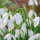 Galanthus 'Magnet' (Snowdrop 'Magnet') Added by Nicola