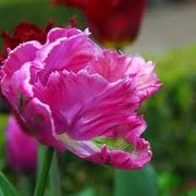 Tulipa 'Rai'