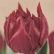 Tulipa 'David Teniers'