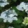 Hydrangea macrophylla 'Beaute Vendomoise' (17/12/2012)  added by Shoot)