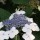 Hydrangea macrophylla 'Tokyo Delight' (17/12/2012)  added by Shoot)