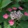 Hydrangea macrophylla 'Zaunkoenig' (17/12/2012)  added by Shoot)