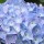 Hydrangea macrophylla 'All Summer Beauty' (17/12/2012)  added by Shoot)