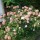 Hydrangea macrophylla 'Glowing Embers' (17/12/2012)  added by Shoot)