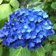 Hydrangea macrophylla 'Bodensee' (17/12/2012)  added by Shoot)
