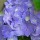 Hydrangea macrophylla 'Gertrude Glahn (17/12/2012)  added by Shoot)