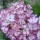 Hydrangea macrophylla 'Sabrina' (14/12/2012)  added by Shoot)