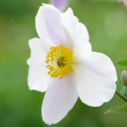 Anemone 'Wild Swan' (Anemone 'Wild Swan') (19/07/2018) Anemone 'Wild Swan' added by Shoot)