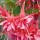 Fuchsia 'Beverley' (10/01/2013)  added by Shoot)
