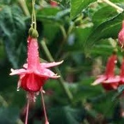 Fuchsia 'Caledonia'