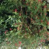 Fuchsia 'Elysee'