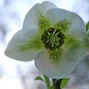Hellebore x hybridus White Spotted Ladyplant in a 17cm pot