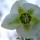 Helleborus x hybridus 'White Lady' (Lady Series) (18/01/2013)  added by Shoot)