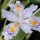  (29/01/2021) Iris japonica 'Variegata' added by Shoot)