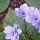 Hydrangea serrata 'Miyama-yae-murasaki' (18/01/2013)  added by Shoot)