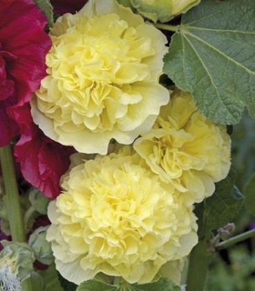 Alcea rosea Chater's Double Group yellow-flowered