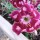 Flowering 23 may 2019 Added by paula triep