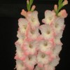 Gladiolus 'Marj S'