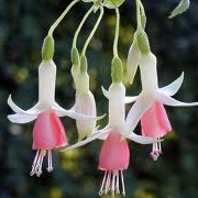 Fuchsia 'Hidcote Beauty'