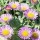 Erigeron glaucus (27/01/2013)  added by Shoot)