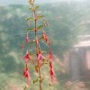 Fuchsia 'Longipedunculata'