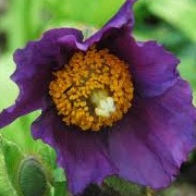 Meconopsis baileyi 'Hensol Violet'