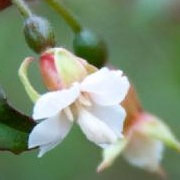 Fuchsia 'Neopolitan'