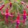 Fuchsia 'Papoose' (14/02/2013)  added by Shoot)
