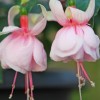 Fuchsia 'Pinkmost'