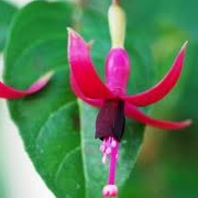 Fuchsia 'Purperklokje'
