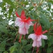 Fuchsia 'Remembrance'