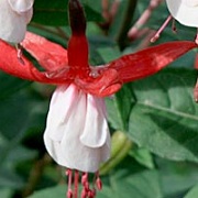Fuchsia 'Schneeball'