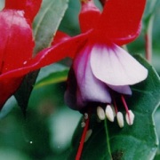 Fuchsia 'Astoria'