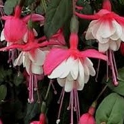 Fuchsia 'Dimples'