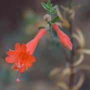 Fuchsia 'Catalina'