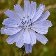 Cichorium intybus (22/02/2013)  added by Shoot)