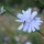 Chicory in local field margin July 2017. Added by Judi Samuels Garden Design