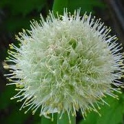 Allium cepa 'Electric'