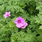 Geranium 'Dilys' (18/03/2013)  added by Shoot)