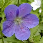 Geranium 'Nunwood Purple'