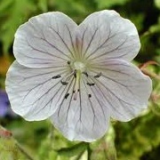 Geranium pratense 'Yorkshire Queen'
