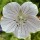 Geranium pratense 'Yorkshire Queen' (17/03/2013)  added by Shoot)