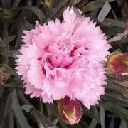 Dianthus 'Devon Flavia' (Scent First Series) (17/03/2013)  added by Shoot)