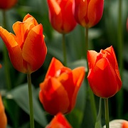 Tulipa 'Veronique Sanson' 